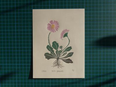 daisy-cover.JPG